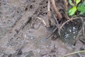 Close up sesarma crabs on the mudflats