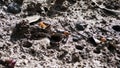 Close up of Sesarma mederi or mangrove crap in mud