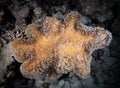 Close-up of a sessile colonial cnidarian of the Alcyonacea species in its natural environment