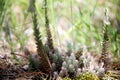 Close up on a set of small wild succulents Royalty Free Stock Photo