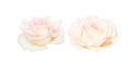 Set of two light pink roses flower head blooming with water drops isolated on white background Royalty Free Stock Photo