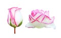 Set of two white roses flower head with pink edge bud and booming isolated on white background Royalty Free Stock Photo