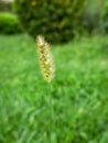 Close up of Setaria plants in the field