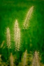 Close up of Setaria Viridis plants.