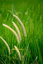 Close up of Setaria Viridis plants.