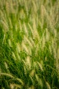 Close up of Setaria Viridis plants.