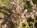 Seven-spot ladybird (Coccinella septempunctata) on a plant stem. Elytra are red, punctuated with three black spots Royalty Free Stock Photo