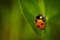 Close up of a Seven-spot ladybird (Coccinella septempunctata) 
 covered in raindrops on a green leaf Royalty Free Stock Photo