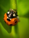Close up of a Seven-spot ladybird (Coccinella septempunctata) covered in water drops on a green leaf Royalty Free Stock Photo