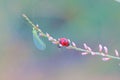 Seven-spotted Lady Beetle