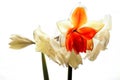 close-up of blooming amaryllis edited to special colors against uneven white background