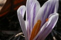 Blooming Crocuses in the spring.