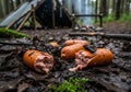 Burnt Sausages on Forest Floor Royalty Free Stock Photo