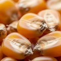 Close-up of several corn kernels, Zea mays, displaying smooth, glossy surfaces and a vibrant Royalty Free Stock Photo