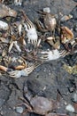 close-up of several dead crabs thrown into the sand of a river Royalty Free Stock Photo