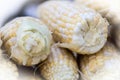 Close up of several ears of corn