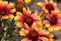 Close up of several gallardia blooms in the garden