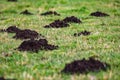 Close up of several molehills in a garden Royalty Free Stock Photo
