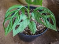 Monstera adansonii planted and grows on the pot Royalty Free Stock Photo