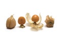 several physalis different sides half white background Royalty Free Stock Photo