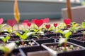 A close-up of several potted plants with hearts growing out of them.