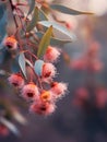 Close-up of several red and pink flowers, with some buds visible. These flowers are growing on branches of an