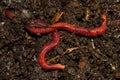 Earthworms crawling in compost Royalty Free Stock Photo