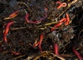 Earthworms crawling in compost Royalty Free Stock Photo