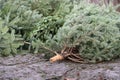 Close up of several small fir trees lying side by side on the ground. The subsoil is covered with needles. There is space for text