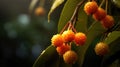 Close-up of several small, juicy oranges hanging from branches of an orange tree. These oranges are in various stages Royalty Free Stock Photo