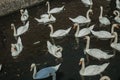 Close-up of several swans swimming in canal on a sunny day at Bruges.