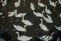 Close-up of several swans swimming in canal on a sunny day at Bruges.