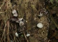 Close up of several tiny hood mushrooms on a dead plant stem