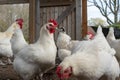 Close up of a several white Bresse chickens inside a chicken coup, with their bright red comb
