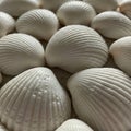 Close-up of several white seashells, likely bivalves, arranged closely together. The Royalty Free Stock Photo