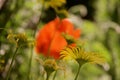 Close up of several yellow daisies against the blurred greenof the garden and a red poppy Royalty Free Stock Photo