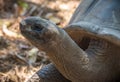 Seychelles giant tortoise Royalty Free Stock Photo