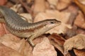 Close up of a Seychelles Skink lizard Royalty Free Stock Photo