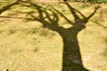 close up of a shadow of a maple tree on the grass at a green park with some dry leaves on the ground Royalty Free Stock Photo