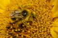 Bumblebee on a sunflower close up Royalty Free Stock Photo