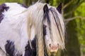 A close up of a shaggy, piebald gypsy horse in a field near Market Harborough, Leicestershire, UK