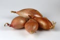 Shallot Onions allium cepa Royalty Free Stock Photo