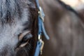 Close-up, shallow focus of the detailed eye and surrounding area of an adult horse. Royalty Free Stock Photo