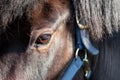 Close-up, shallow focus of the detailed eye and surrounding area of an adult horse. Royalty Free Stock Photo