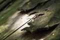 Close-up, shallow focus of galvanised screws and nails see securing asphalt liner on a shed roof.