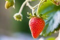 Close-up, shallow focus of a ripe strawberry seen hanging from a hanging basket in early summer. Royalty Free Stock Photo