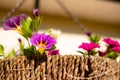 Close-up, shallow focus of a variety of colourful flowers, seen in a home made, hanging basket. Royalty Free Stock Photo