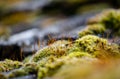 Close-up, shallow focus view of green moss seen growing on tiles, on a cottage roof. Royalty Free Stock Photo