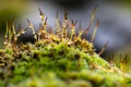 Close-up, shallow focus view of green moss seen growing on tiles, on a cottage roof. Royalty Free Stock Photo