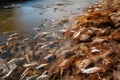 close-up of shallow riverbed overflowing with runoff, fish swimming among the debris